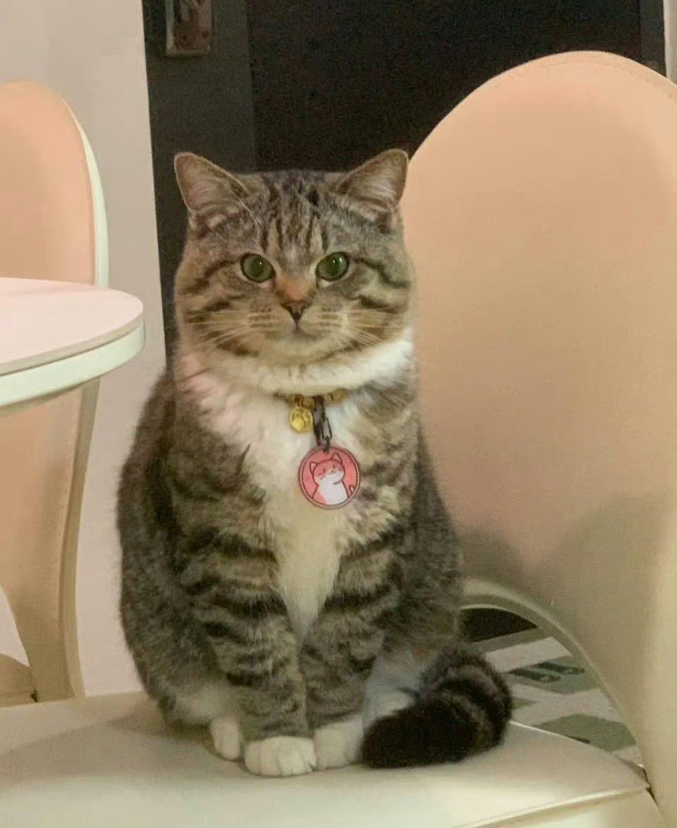 好端庄的狸花猫啊，一看就很有礼貌的宝宝！​​​​