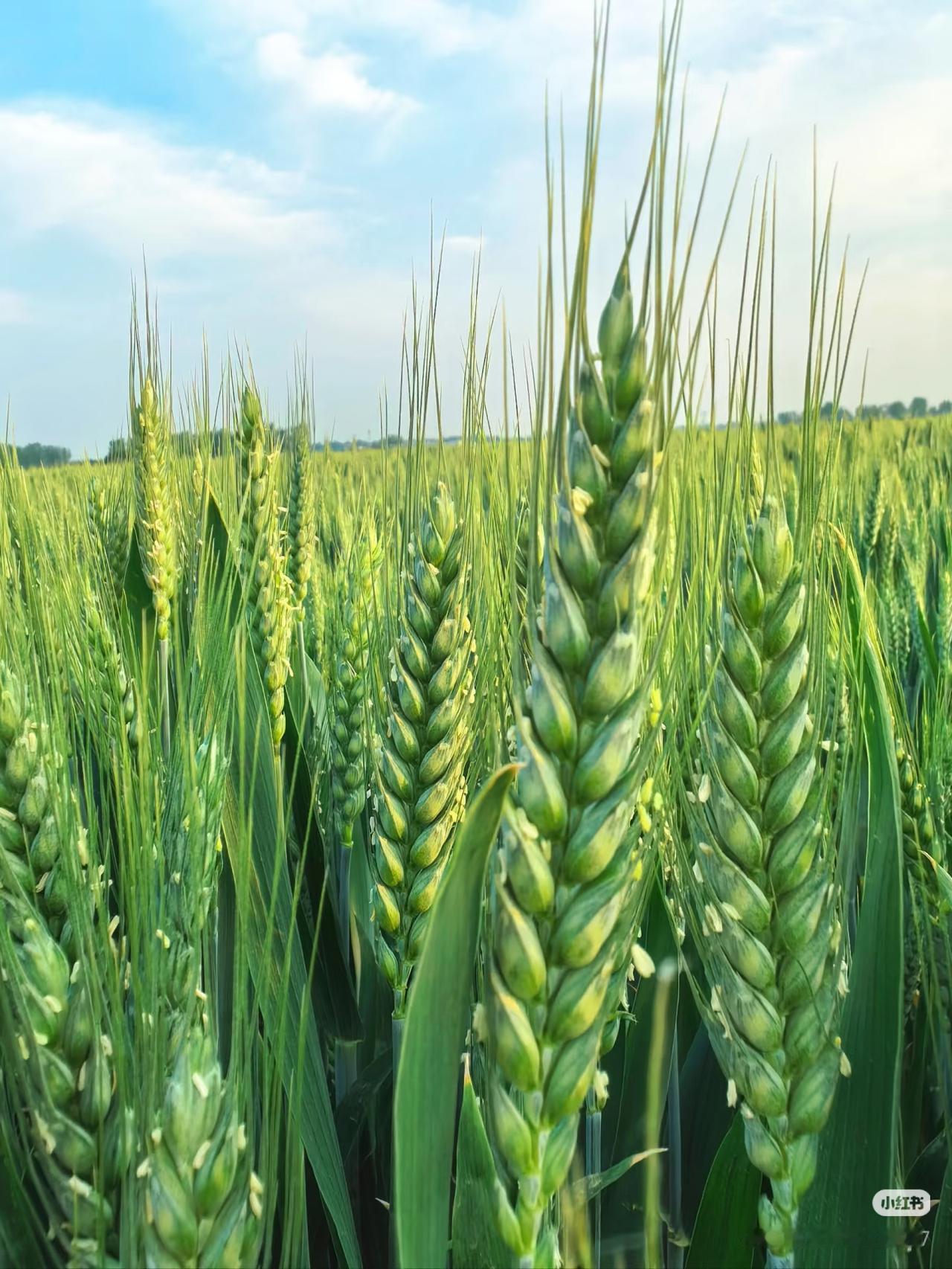 西北和东北的小麦有什么不一样？西北是冬小麦，生长期长；东北是春小麦，生长期短。