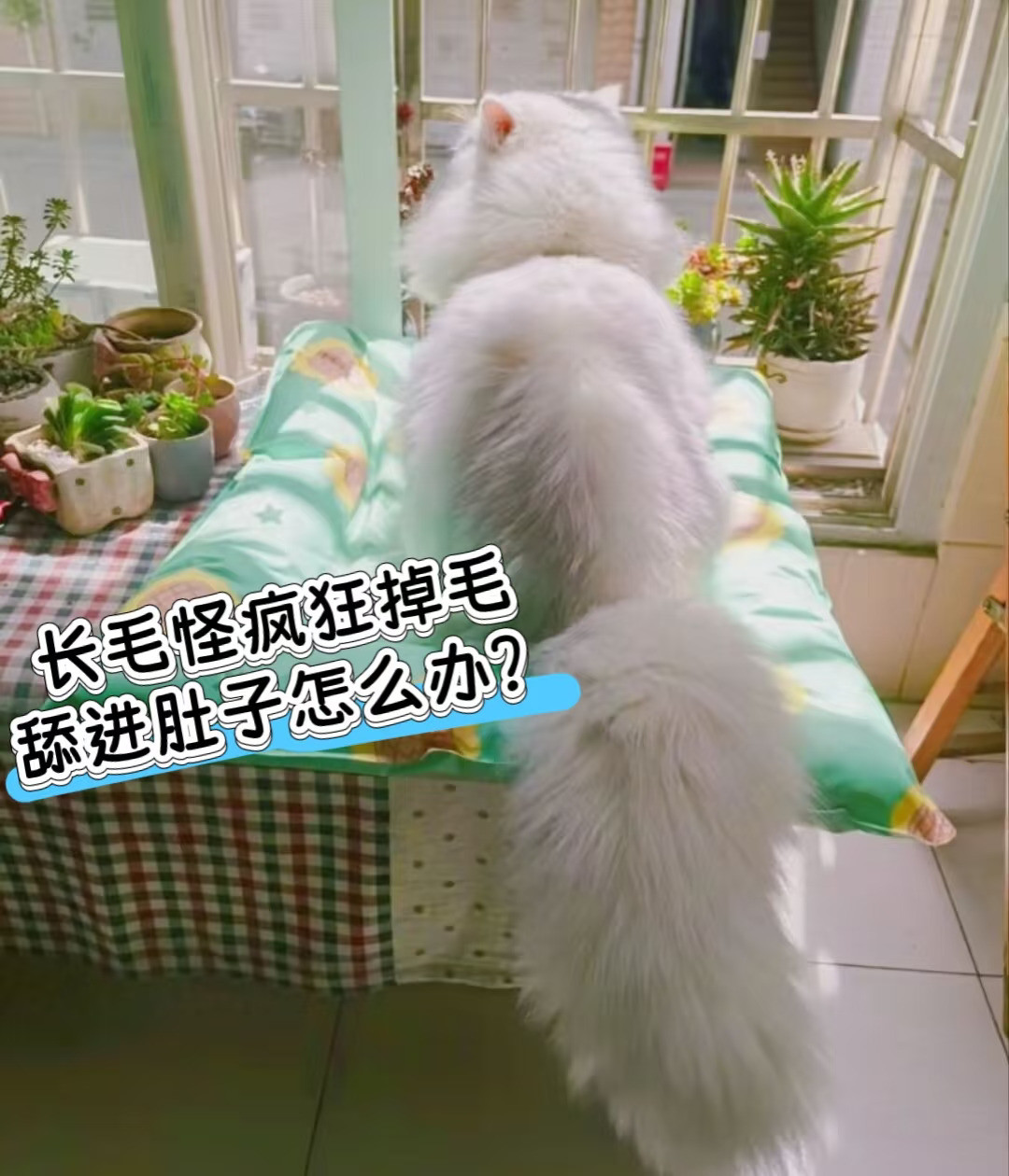 小猫咪这样排毛也太科学了！