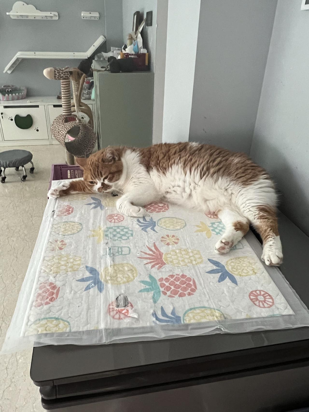 这是谁家小猫啊这么惬意慵懒的也太可爱了吧治愈之家的猫咪