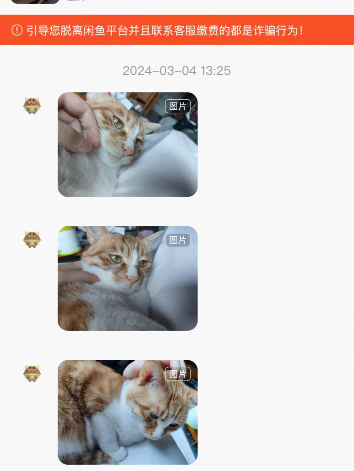 被领养出去的小猫领养人持续不断地发了四五年返图