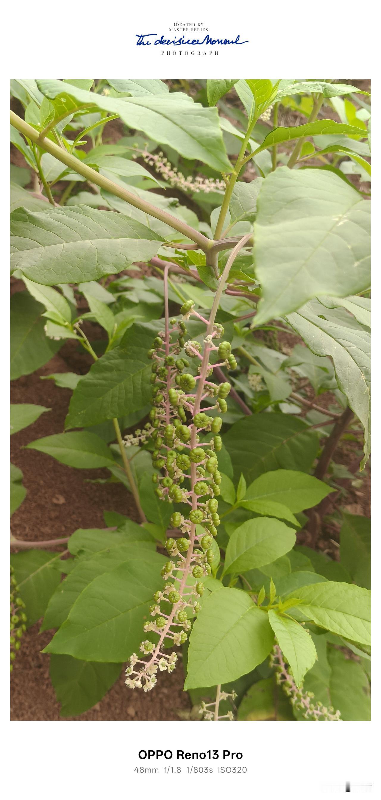 昨天在老家路边拍到一种开小白花、结绿果子的植物，妈妈随口说这是“红参”，可我总觉