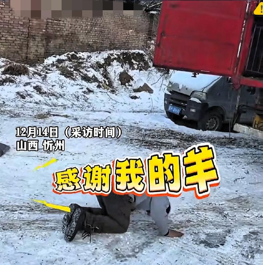 山西忻州雪地里这一幕，看哭无数人！养了5年的羊要被卖掉，男子对着装车的羊群双