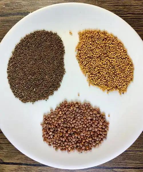这个汤堪称肺部清洁工，从根上把痰湿挖出来今天要给大家介绍三子养亲汤，这个汤是