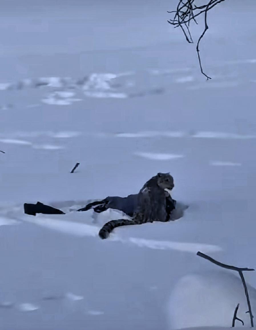 野生雪豹伤人非常罕见，雪豹非常胆小，一般不会攻击人类，除非人进入它们的领地。2