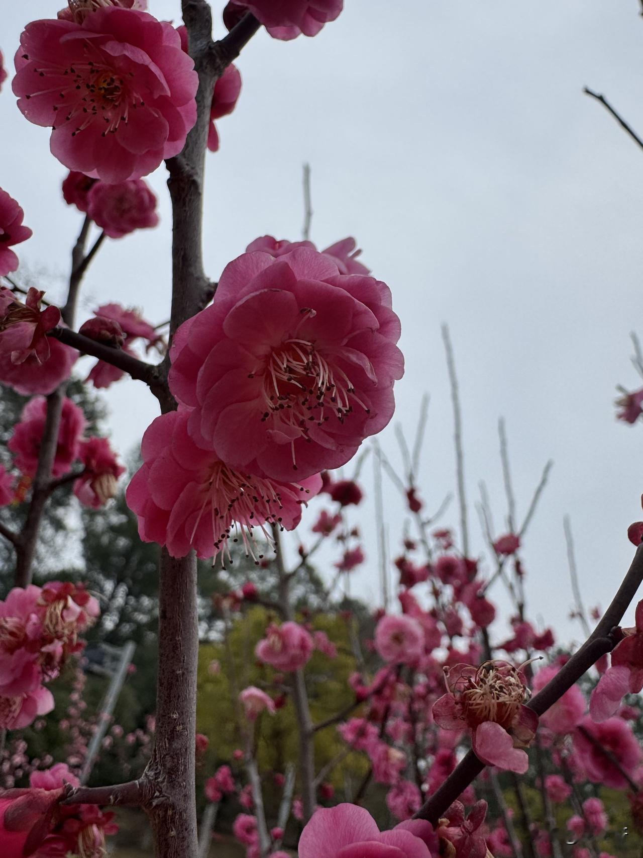 大年初二出门溜达，去公园一看，梅花都开得热热闹闹，那叫一个漂亮！就像武汉常青公园