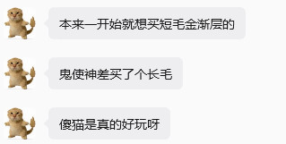 《傻猫是真的好玩呀》摄影师：黄志龙