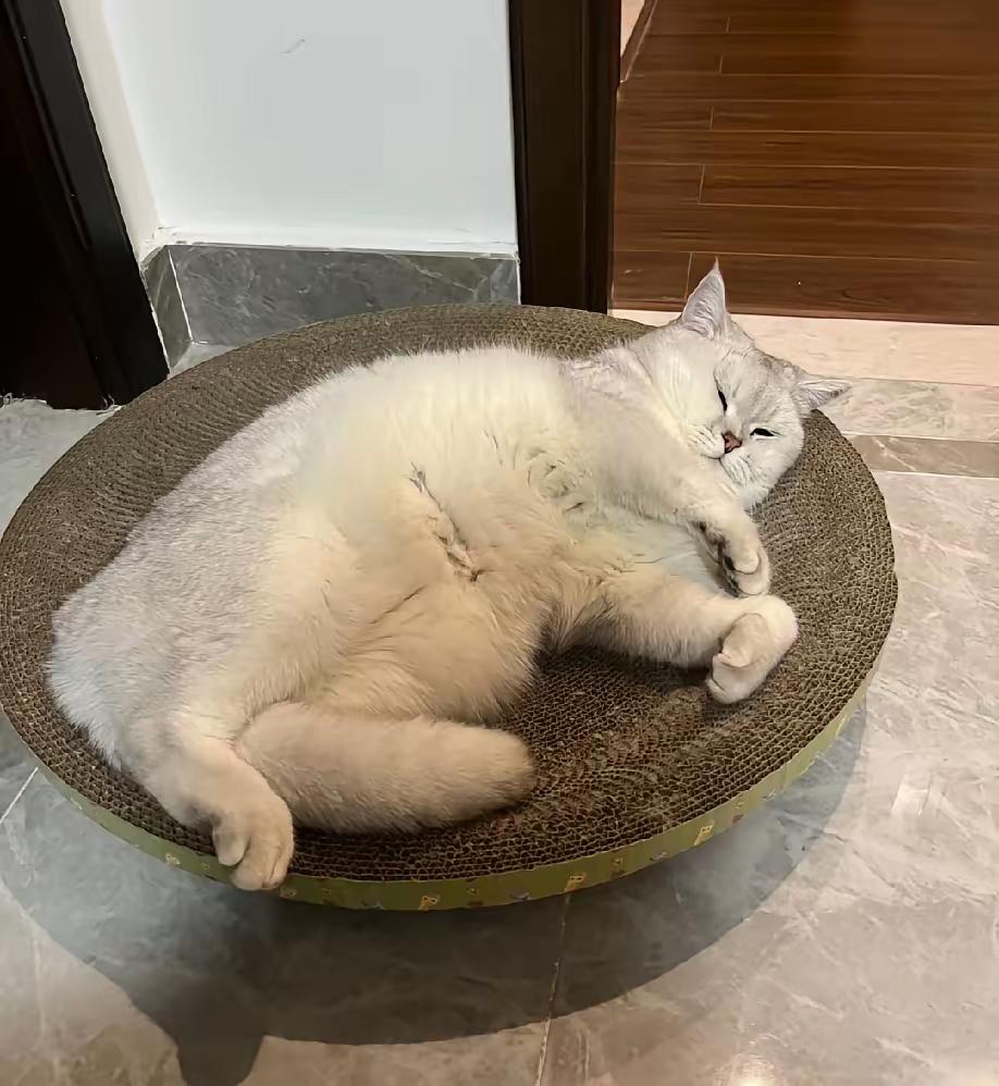 昨天，我家猫从12楼掉下去了。​我疯了似的往楼下冲，拖鞋跑丢了一只。看见它