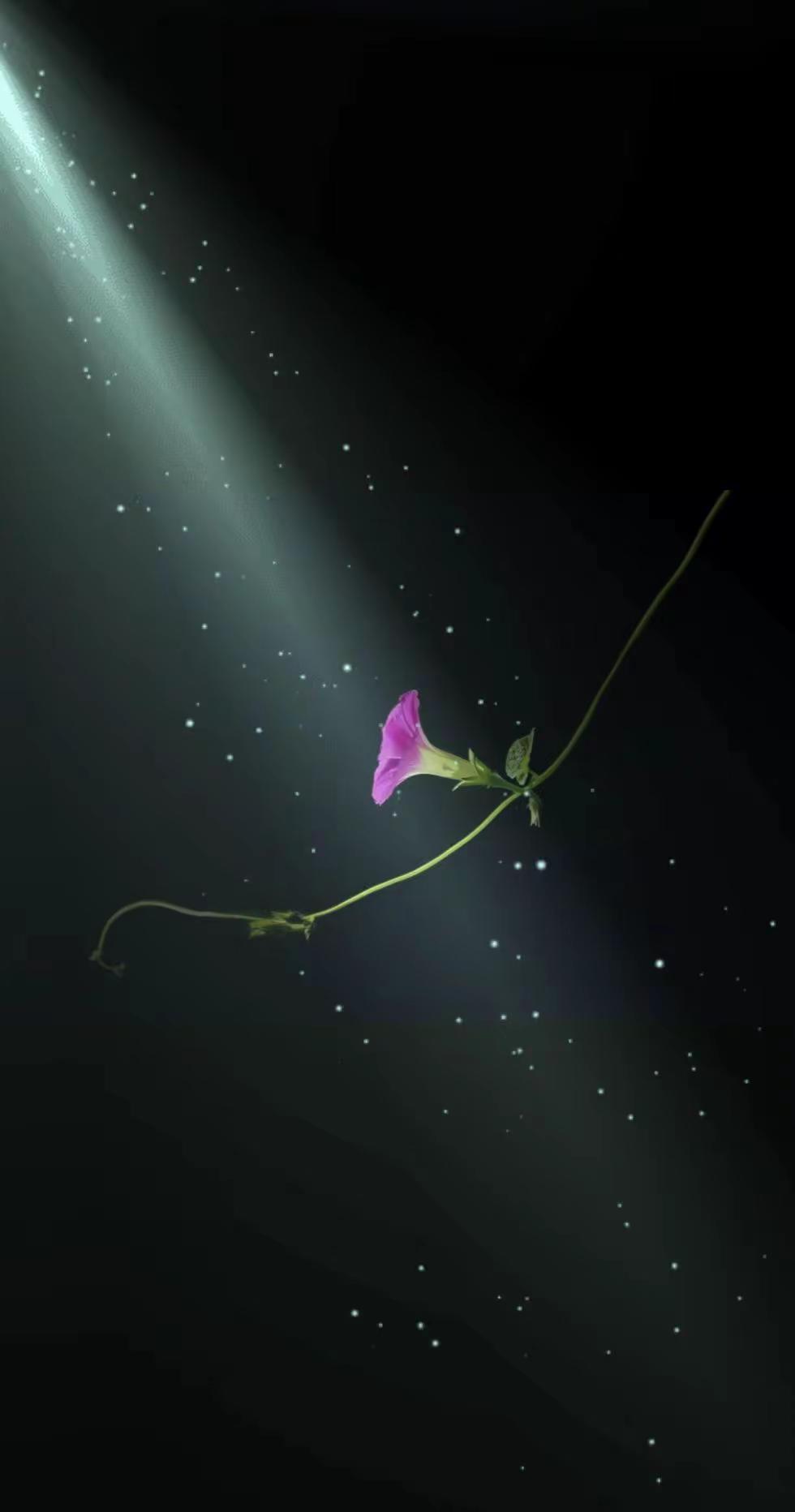 一壶清茶对月照。拍花艺术原创花草摄影黑暗背景的花花卉摄影原创分享