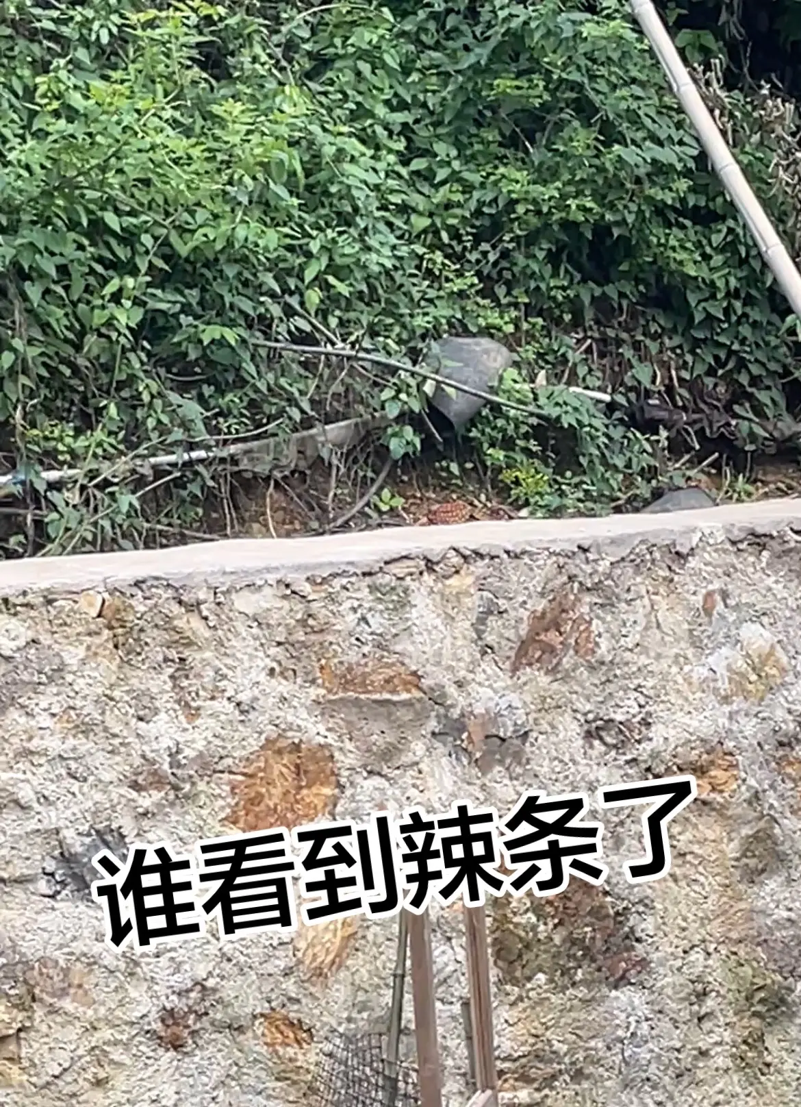 蛇 这是什么东西