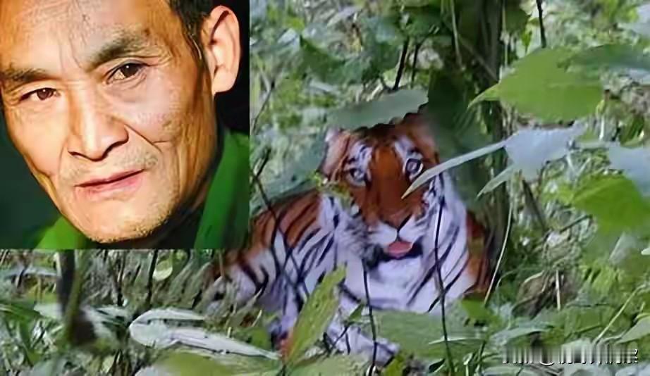 陕西华南虎,十八年后变美女。2007年,陕西华南虎事件,如今修