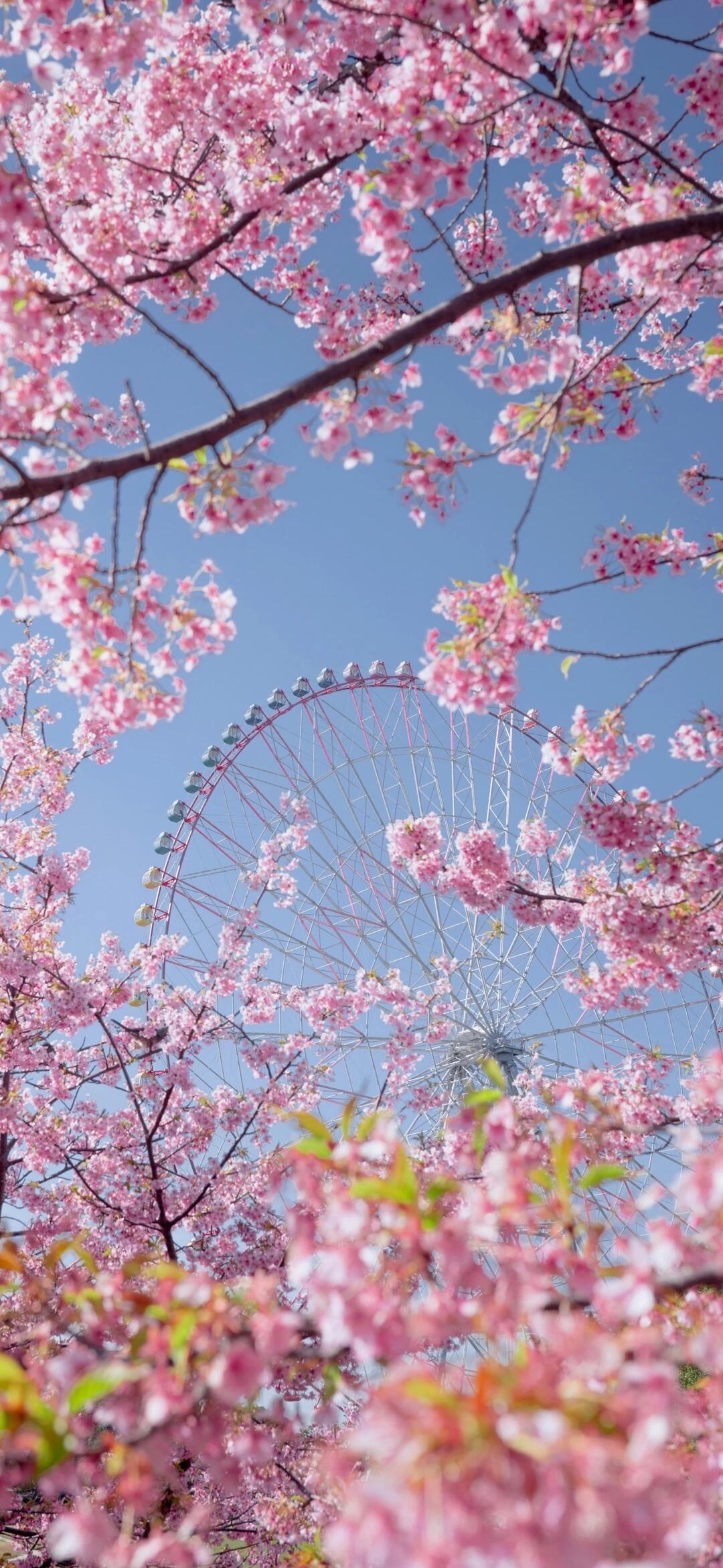 手机壁纸|治愈鲜花，美到窒息！𝐒𝐡𝐚𝐫𝐞｜萌萌哒韩系壁纸套图壁纸