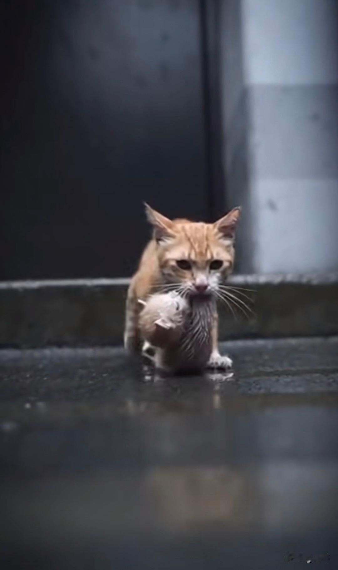 泪目了！这是一个寒冷的冬日，天上淅淅沥沥下着雨，一位小姐姐撑着雨伞下班，虽然天气