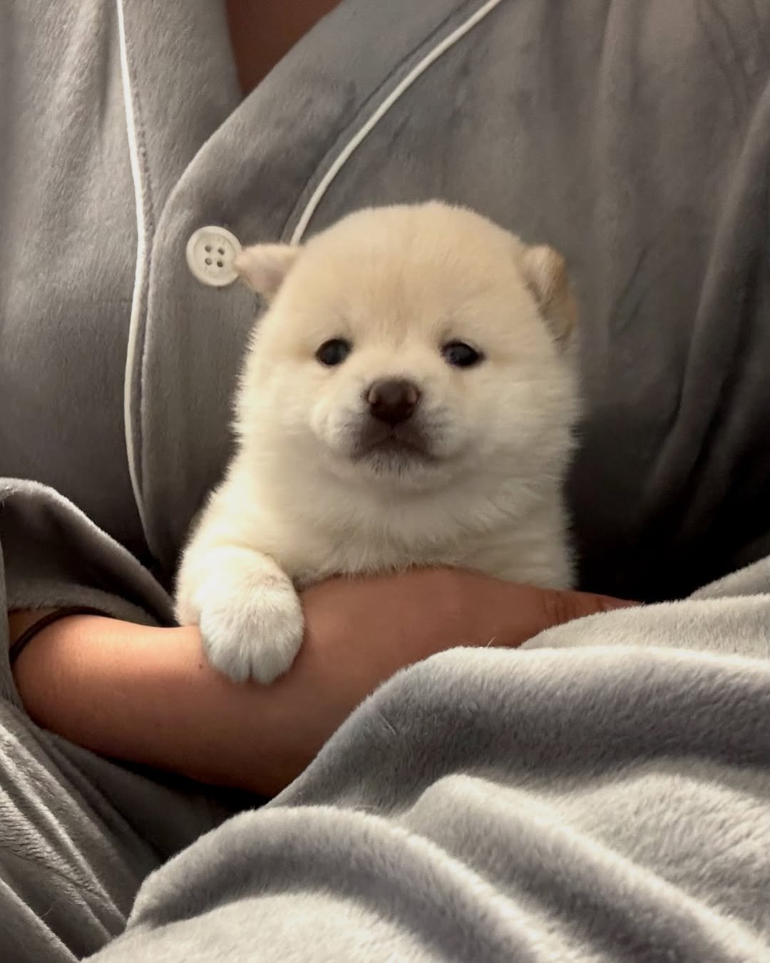 每只小狗都是妈妈冬天的暖手宝