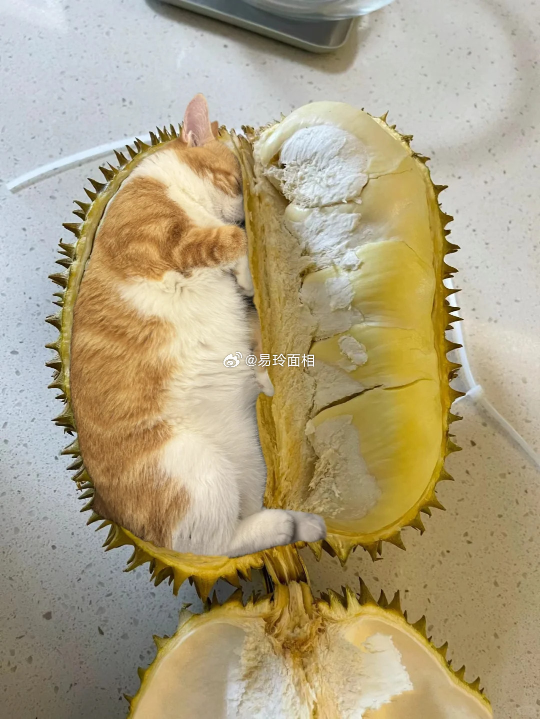 只要射手想做的事情，他们才不管能不能做成，或者有什么后果，这绝对是一个敢想敢做的