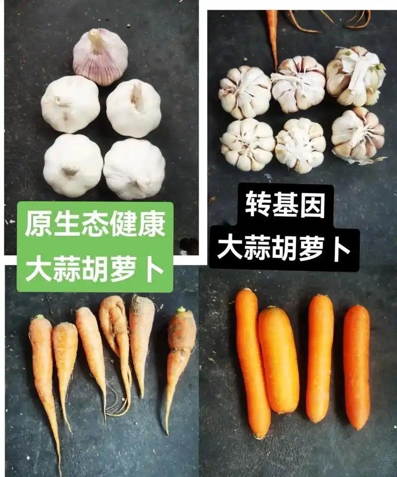 【中国攻克百年难题！转基因时代或将终结】据《科技日报》泰安9月17日的报道，山