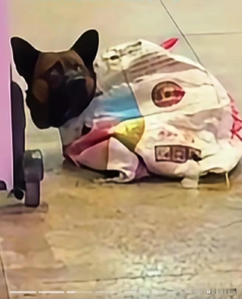 高铁有规定，狗狗不准带进高铁站，老人无奈，只好放弃乘坐高铁。毕竟我们是一家人，家