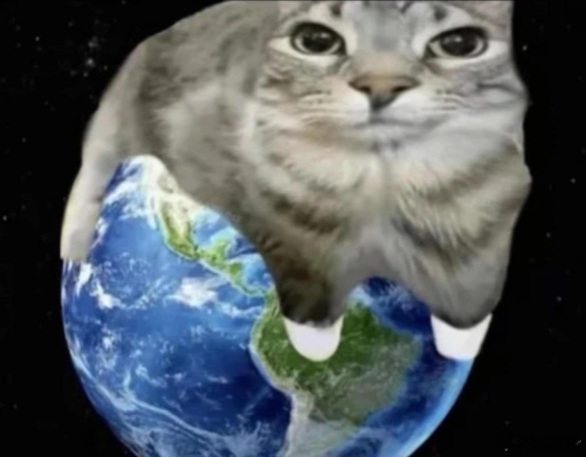 我是不会放弃收集这种猫猫的