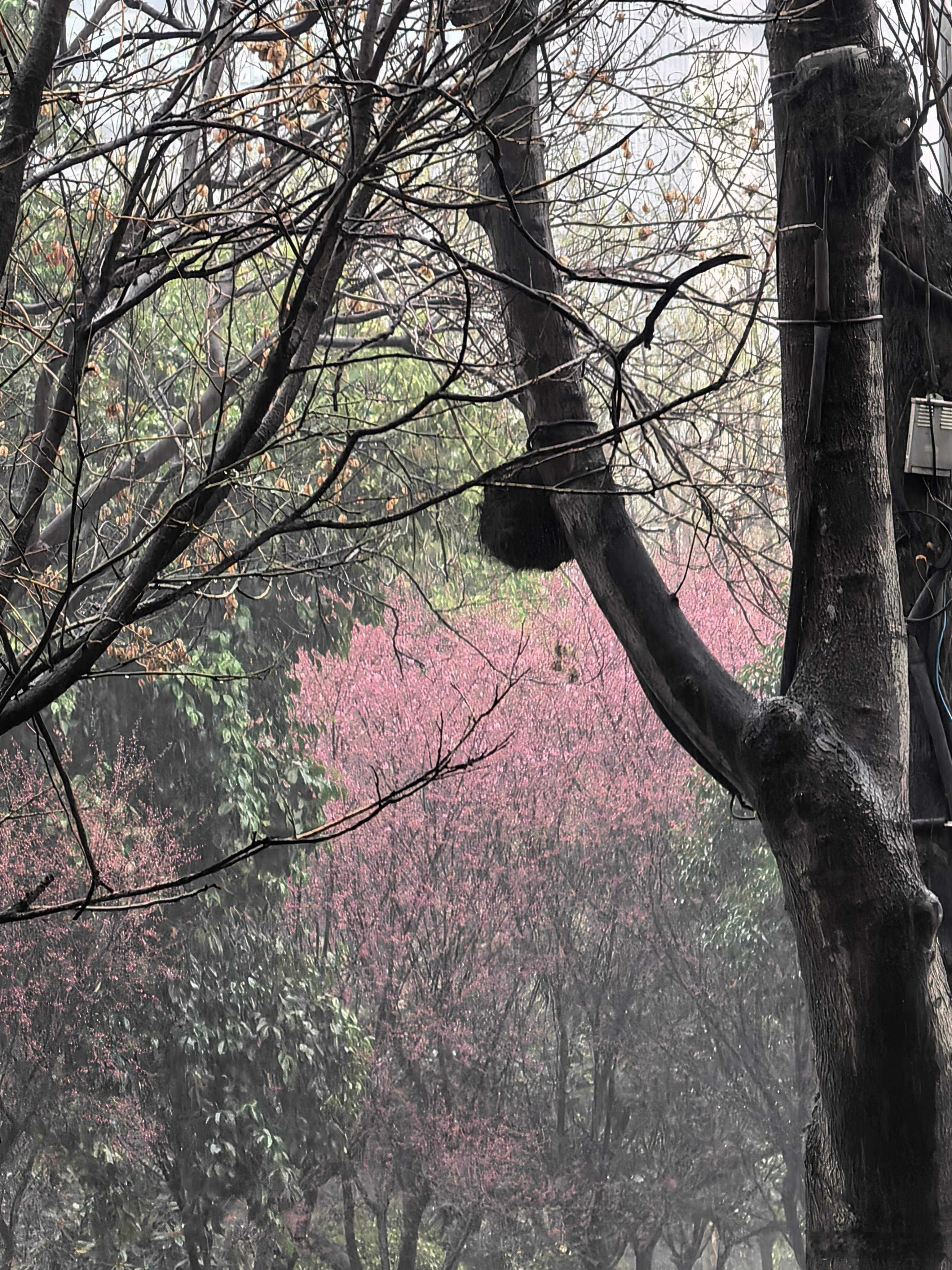 下雨了。春雨如丝润古京，檐前点滴诉离情。太白对酒诗心醉，摩诘观花禅意生。去病挥鞭