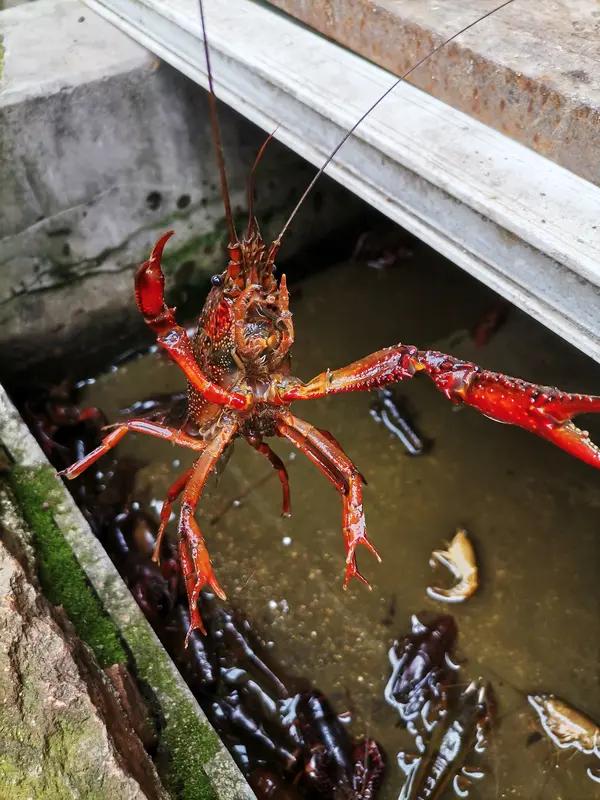 马化腾都懵了！没想到“养龙虾”竟火到全民疯抢，真相根本不是水产家人们，最近