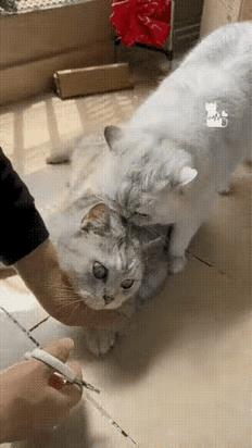 剪指甲如此乖巧的猫咪很少见吧。