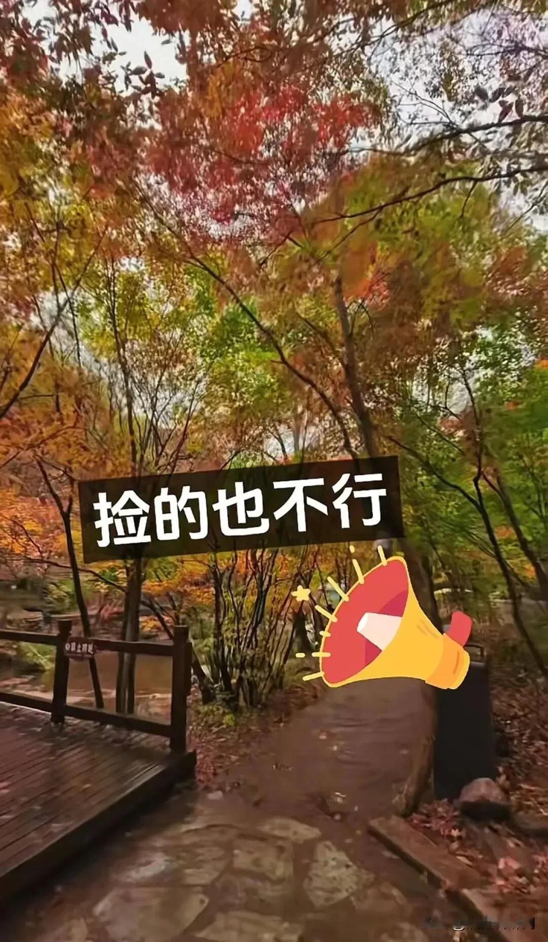 辽宁本溪。老边沟景区是4A级景区。国庆节，很多游客选择去这里欣赏五华山色。景区