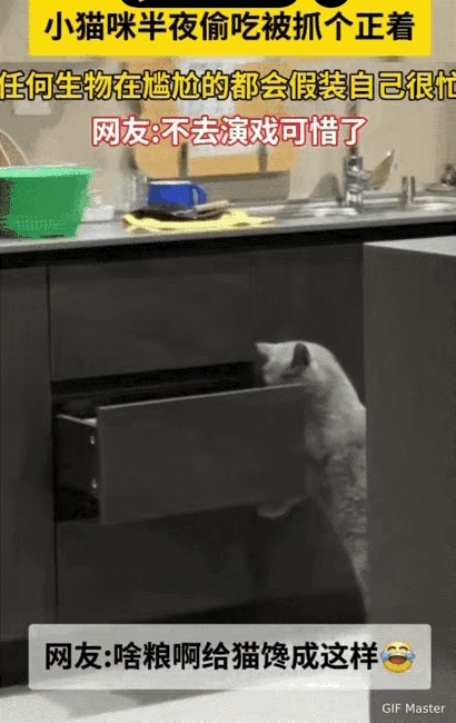河南深夜的厨房，一场“偷吃与伪装”的戏码悄然上演。小猫咪踮着脚尖翻找零食，却被起