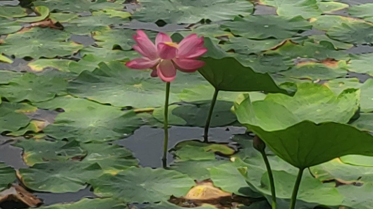 夏日的银川华雁湖，宛如一幅绝美的画卷。6月中旬，就能看到不少市民在荷花池边拍照留