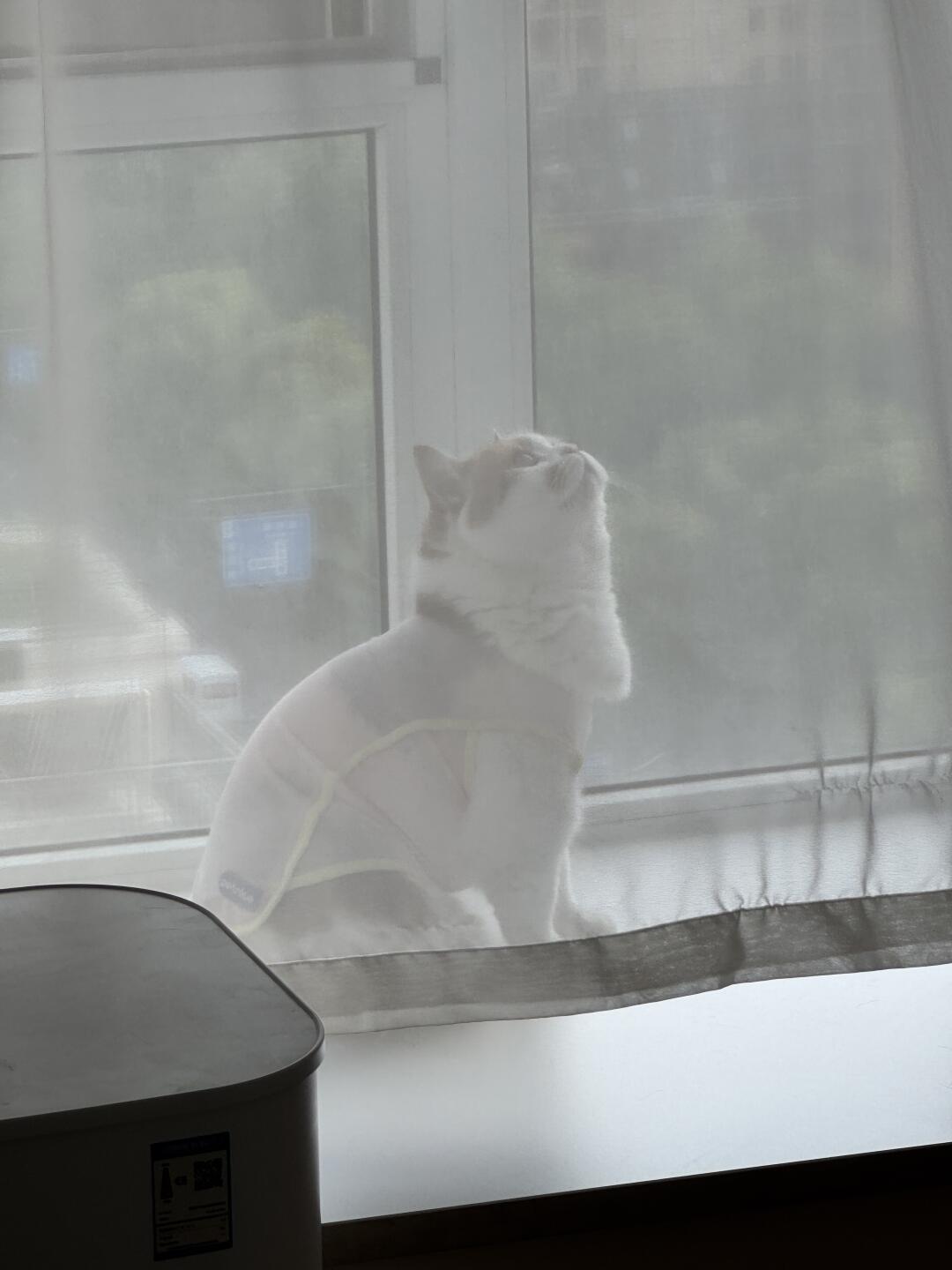 猫猫和白色纱帘适配度100%