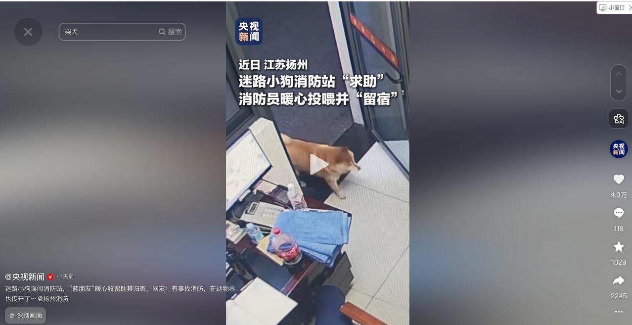 “火到央视啦！”5月18日央视新闻报道，江苏，一只小狗深夜迷路了，大大方方闯进消