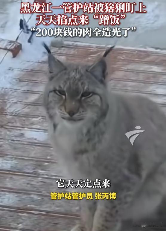 “真是万物皆有灵！”近日，黑龙江大兴安岭，一只猞猁下山觅食，路过检查站时，管护员