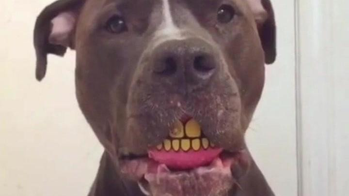 这是充话费送的比特犬吗?这张丑到爆红的脸