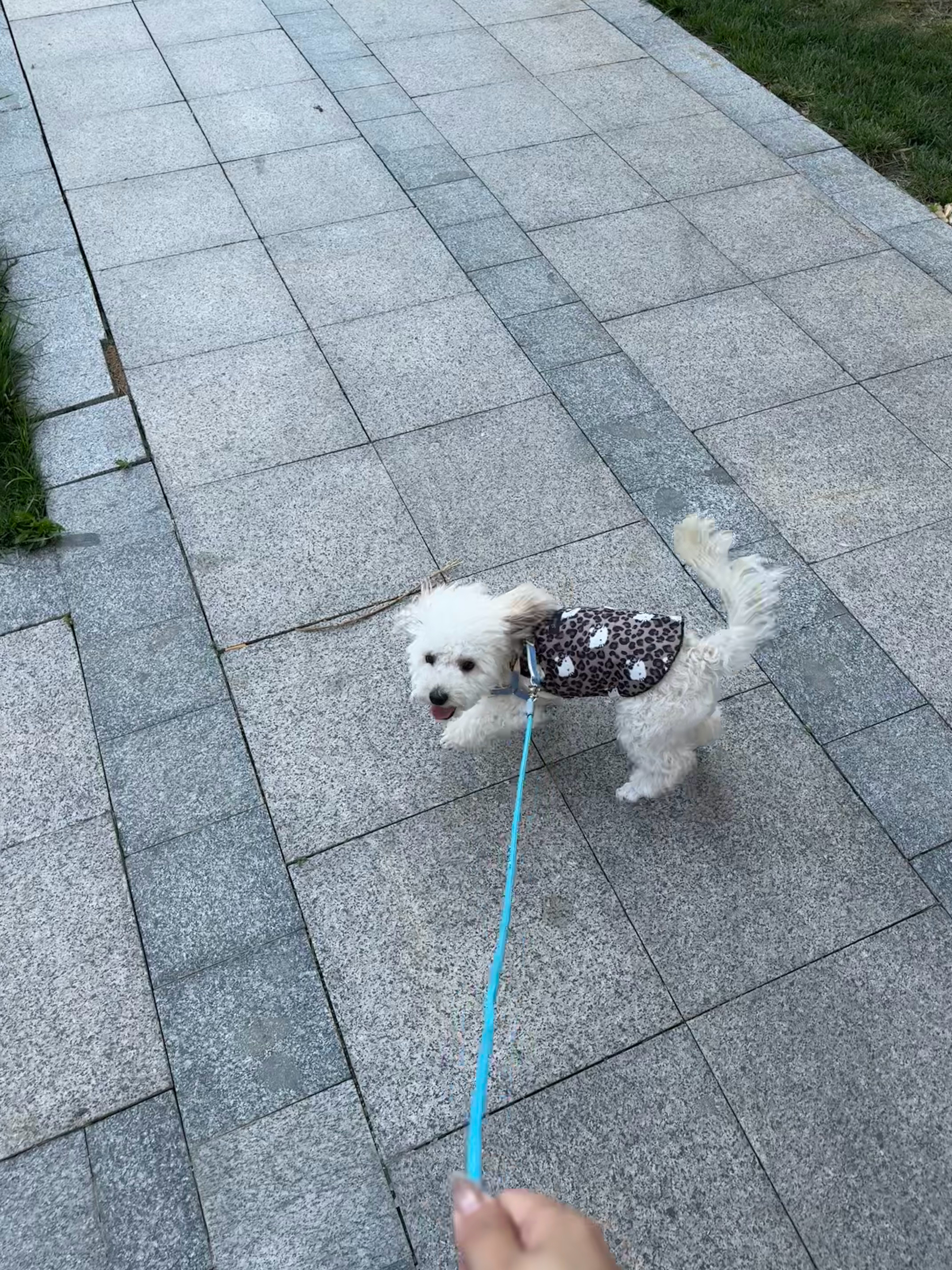 豹纹小葵​​​