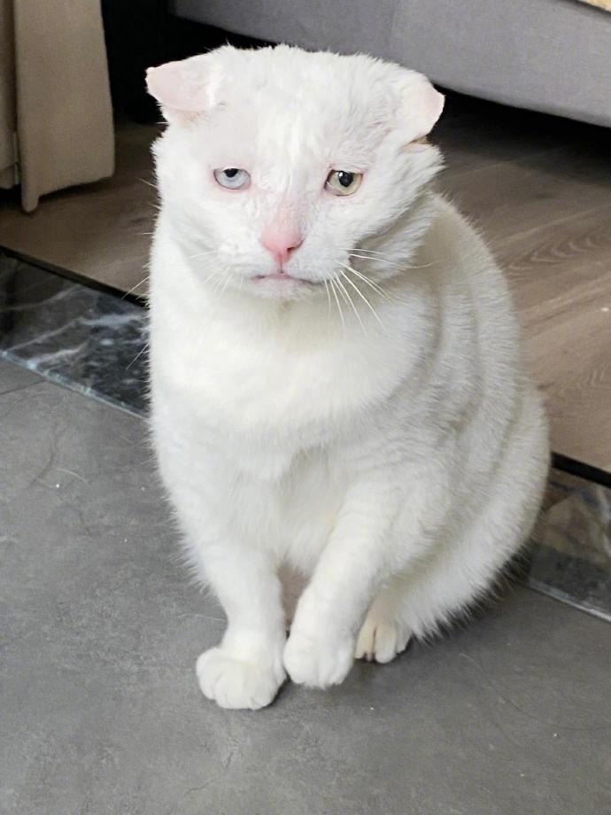 猫咪在演我上完班的样子
