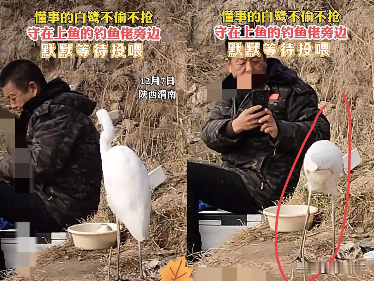 陕西渭南，男子正钓鱼时，突然听到芦苇荡有动静，警惕性堪比“惊弓之鸟”的白鹭，居然
