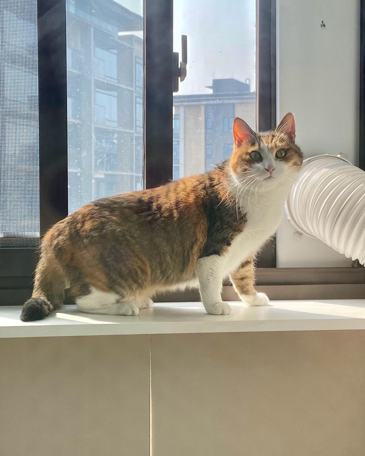 漂酿女儿酸酸日常吸猫​​​