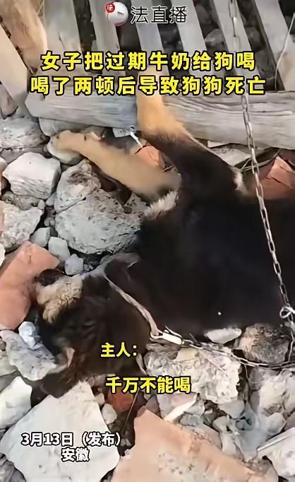 心真大！”安徽，一女子见家里牛奶过期了，觉得扔了有些浪费，便喂给了自家小狗喝，不