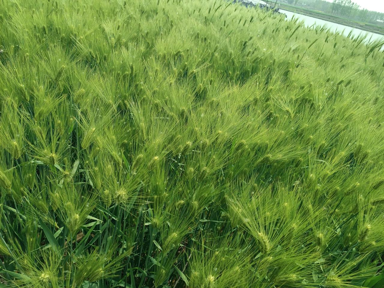 希望与期盼！农民种下的希望已开花、抽穗、结果…，期望…[锦鲤到