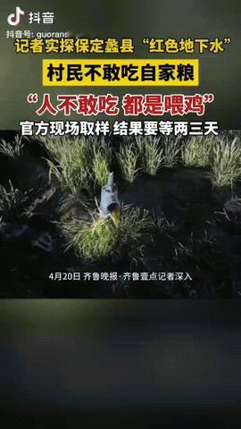 河北，一村庄的地下水竟然变浓茶色，村民们浇出来的麦子，他们自己绝不敢吃，而是来喂