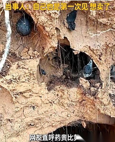 四川那个开挖掘机的师傅，估计做梦都想不到，自己一铲子下去，挖出来的不是土，是金疙
