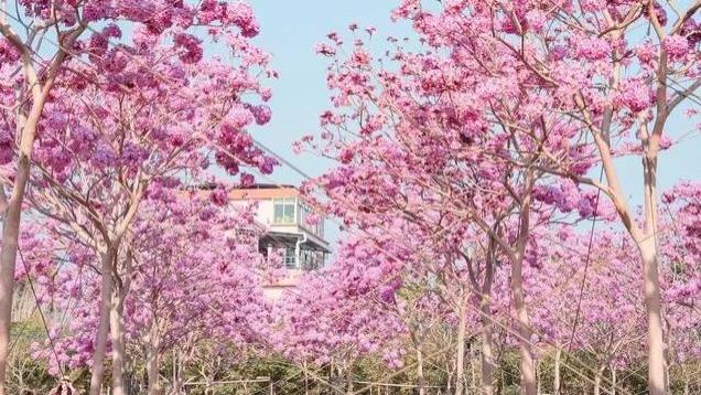 广州紫花风铃木, 浪漫爆棚已达全盛期(附攻略)