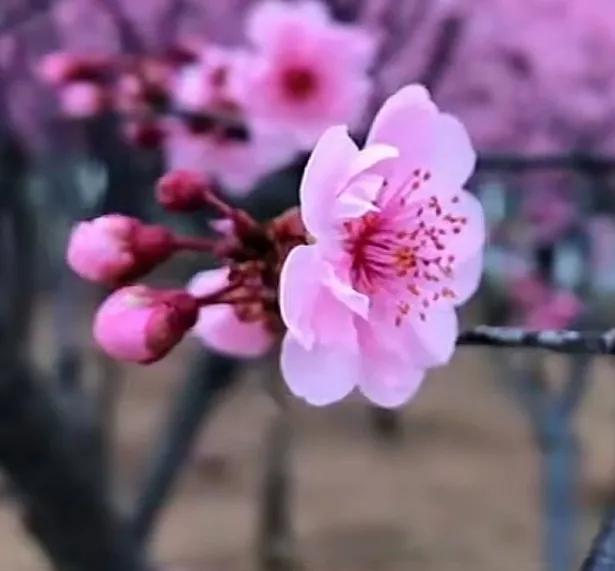 下联：水下难寻万载龟。