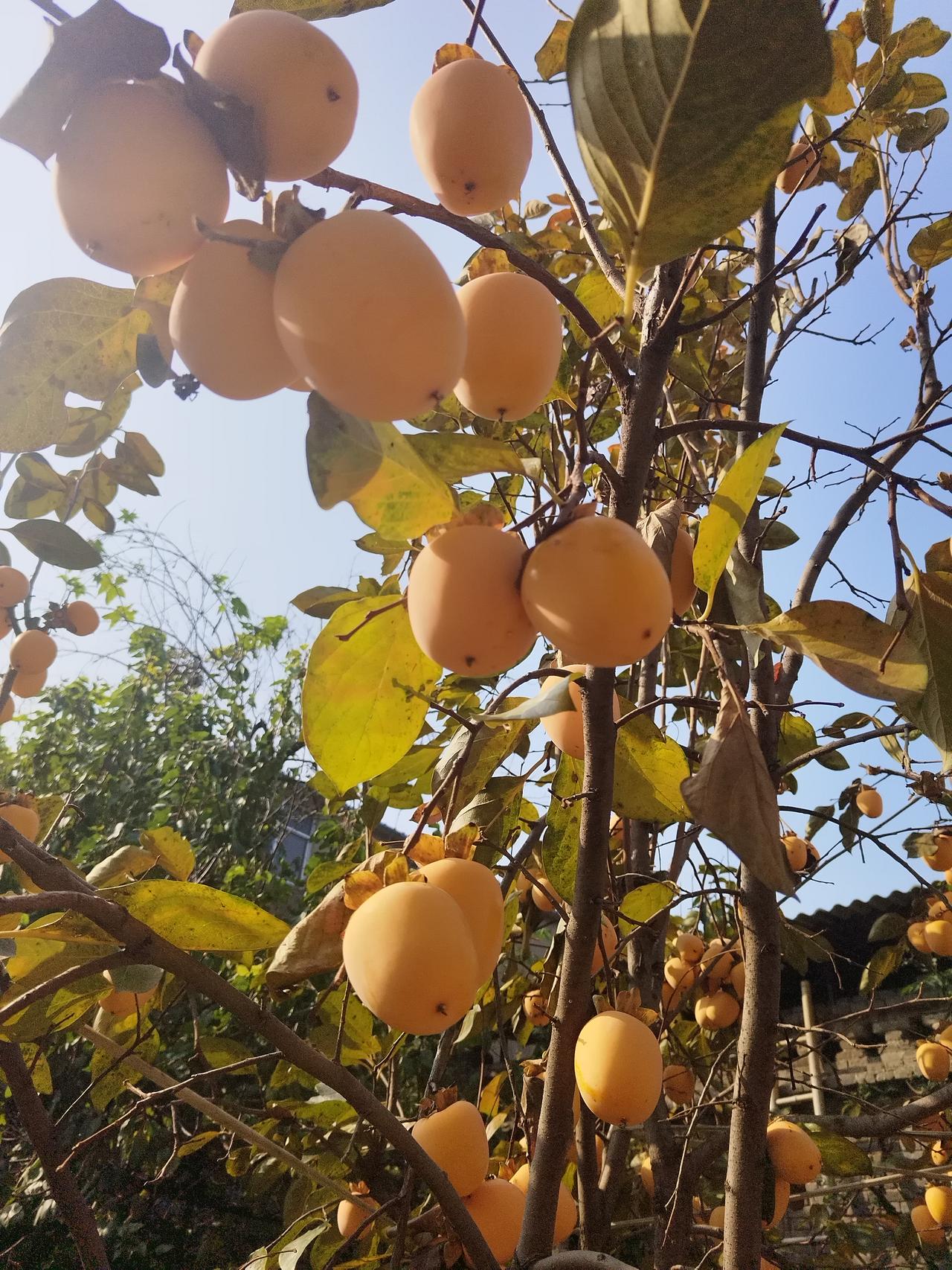 这些年被谣言伤害最深的水果恐怕就是柿子了，超市卖不动，农村柿子烂在地上都没人吃，