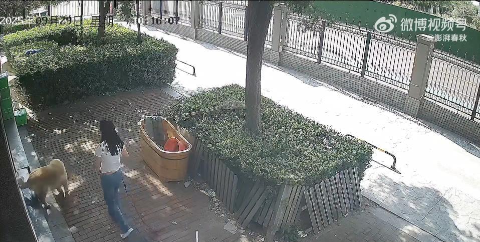 悲剧还是发生了！9月29日，天津，一女子遛狗结束，拿来绳子让狗钻回笼子，可是狗狗