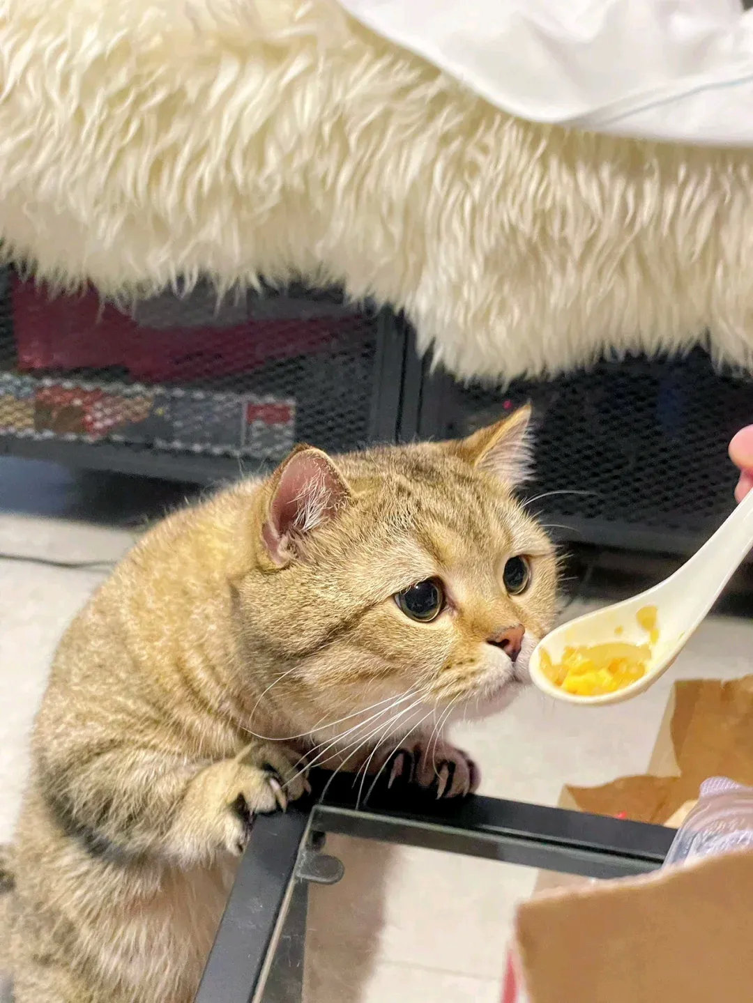 大郎吃早饭了，为了一口吃，也是使出浑身解数，只能吃一下口，吃人类实物会变傻的，以