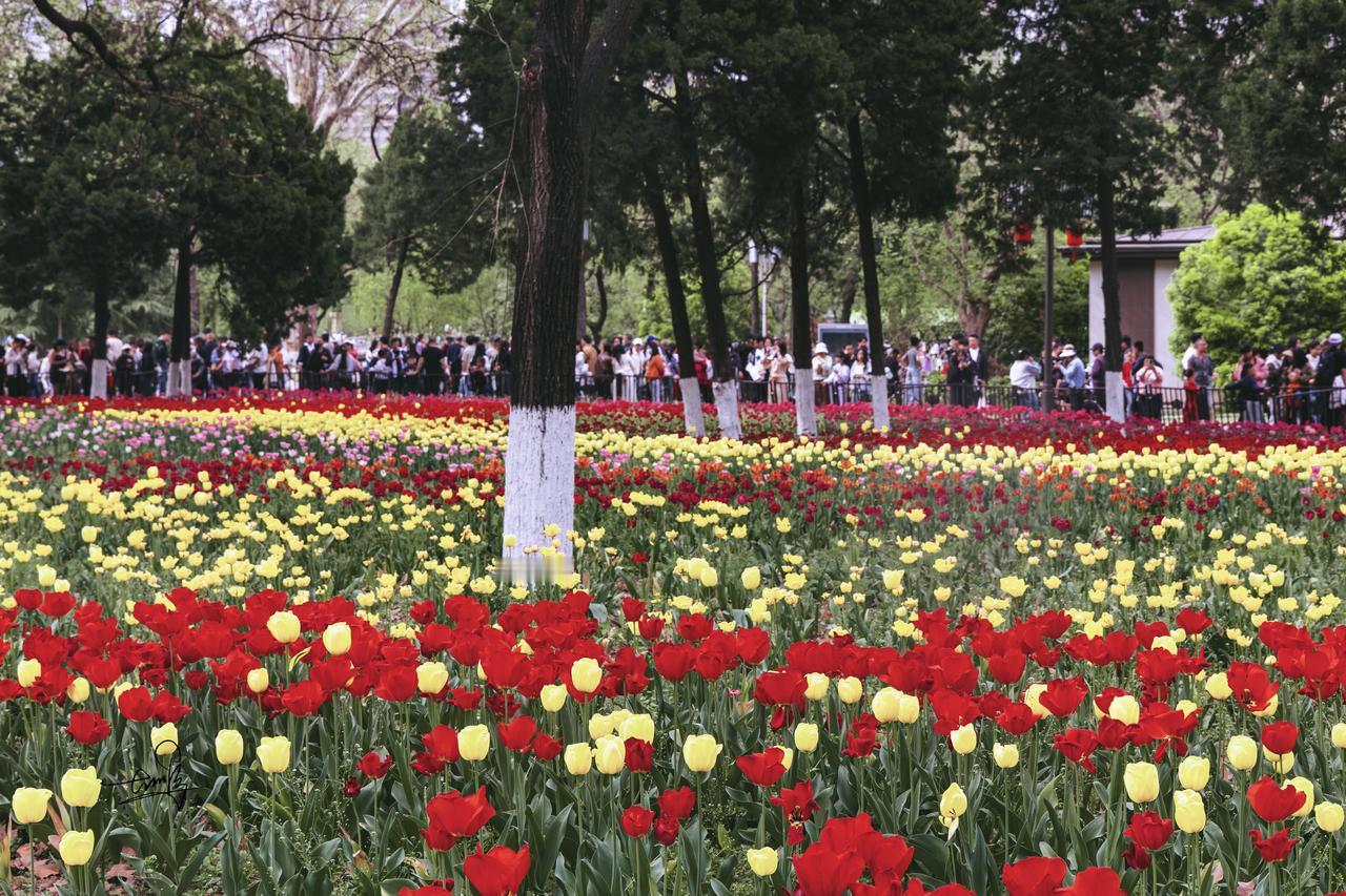 🌷兴庆宫，长安春日的梦幻花海西安周边亲子游玩一定别错过兴庆宫！这里仿佛是春
