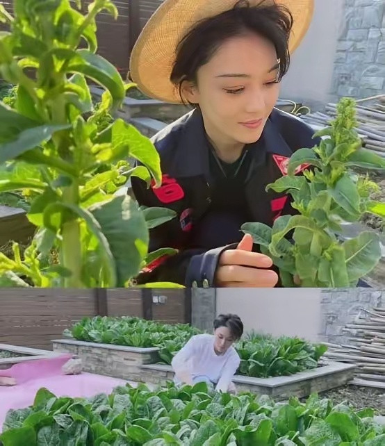 张馨予亲手打理的菜园花果满园，生机盎然，太治愈了。