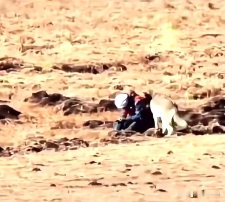 真的看哭了，狼王格林为受伤的人类妈妈牵了一匹马，太泪崩了，人也做不到呀！真的好感