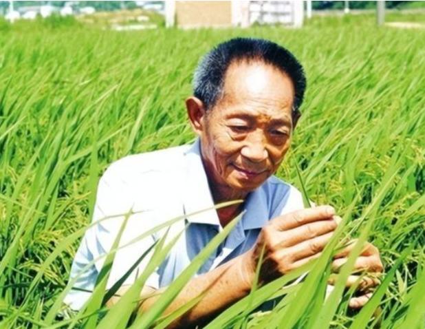 央媒在2024年4月，曝光了一起惊天大案：我国杂交水稻之父袁隆平教授的心血结晶—