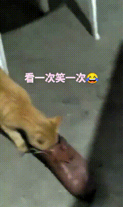 哈哈这只小橘猫的行为真是太逗了，逮住老鼠不吃也不玩，一门心思往主人鞋子里面塞。老
